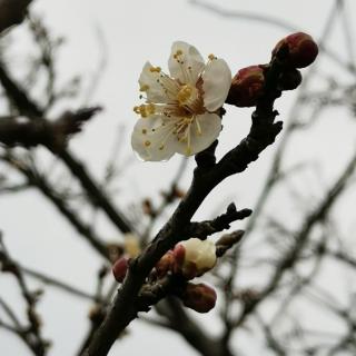 《活得安详》一行禅师著（三）我的心.蜜蜂之舞（2）看护好苹果树