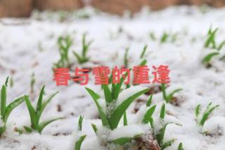 春与雪的重逢