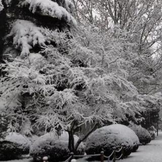 《雪花》作者  冯忠亮  诵读  吴建华