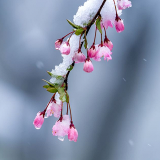 孙向荣《春雪》诵读/欢乐