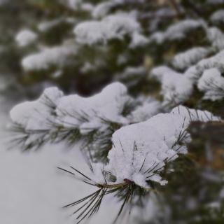 《这一场雪为我而来
 》   文/贾金桃