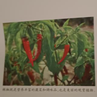 青椒红椒