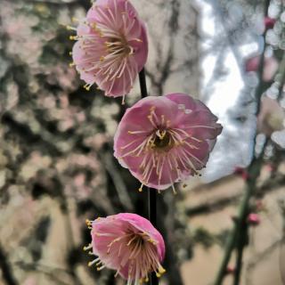 白时颖作品《汤泡饭的回忆》