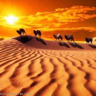 《沙漠  骆驼  沙榆树》作者:宋金龙   诵读:莘建