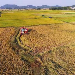 （秋天收获的季节）作者：刘德  讲述：长明