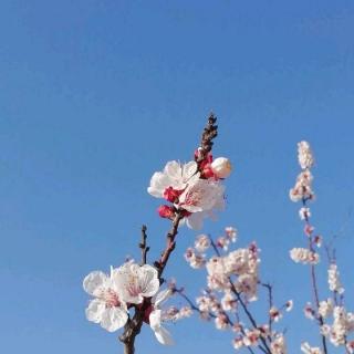 春暖花开