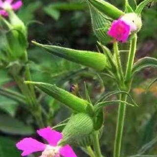 女人温暖如水 明媚如花 女神节快乐！