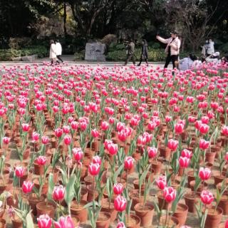 三月桃花开/王成元