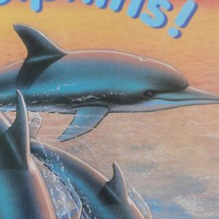 Dolphins