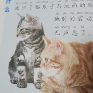 猫走路为什么没有声音？