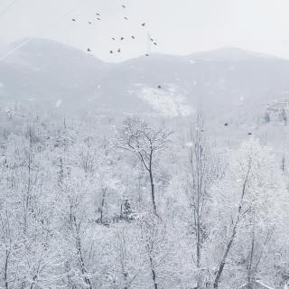 丑小鸭