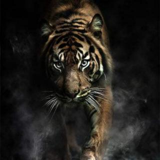 《黑暗中的老虎》