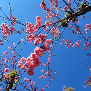 《七绝·蝶舞花韵》文 浩洋