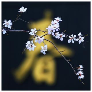 中国文字，我愿为莲，植树节，善良，面相，绕口令，讳疾忌医
