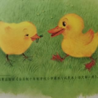一下课文5《小公鸡和小鸭子》