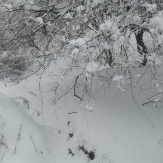 《二月二的雪花》作者刘淑芹