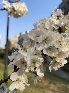 《一棵开花的树》作者：习慕蓉