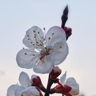 巜奉和春日幸望春宫应制》苏颋