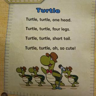 U101 Turtle