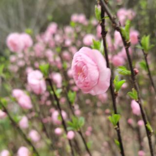 巜林芝的桃花》节选  碑林路人