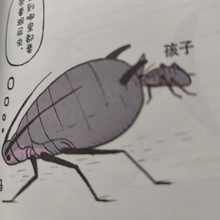 遗憾的进化82：蚜虫