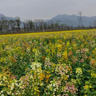 七彩油菜花海