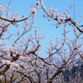 桃花盛开的地方   作者  任学路  朗诵  梅花