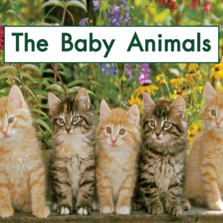 【4】 The Baby Animals