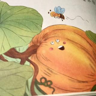 小蜜蜂找南瓜花