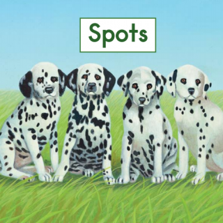 【62】 Spots