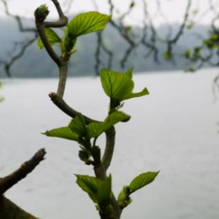 《草长莺飞，已是人间二月天》