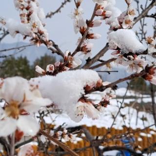 《春》节选 作者:朱自清  诵读:安淑芳