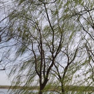 临安春雨初霁