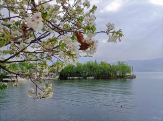 麻雀 屠格涅夫（俄）