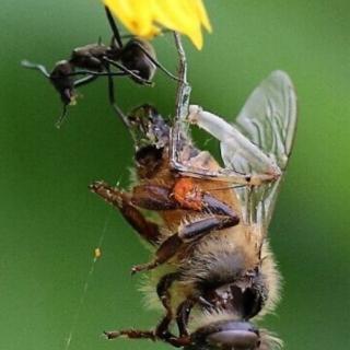 016期《蜜蜂先生与蚂蚁小姐的相遇》