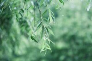 《清明，我与你在春雨里邂逅》作者：朱明熙——诵读：明媚