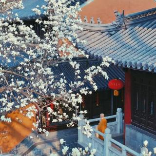 想去寺院看花了🌸