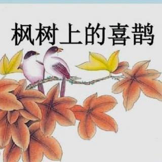 枫树上的喜鹊