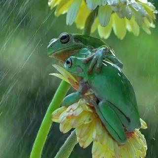 《四月的雨》迷恋深秋