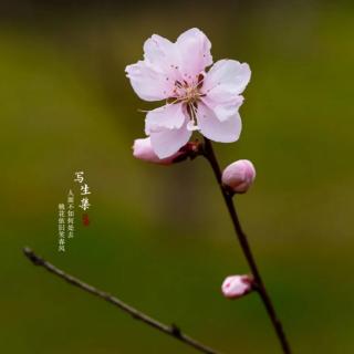 《十里桃花约》焦耳沈