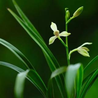 梦里白杨《春雨》诵吉祥如意