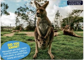 The Week Junior 20210109- Kangaroos can talk to us
