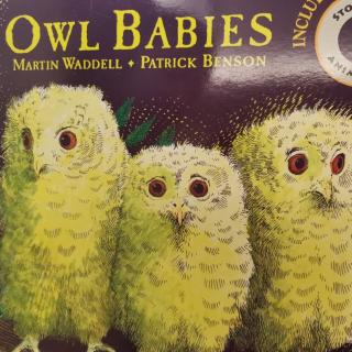 Owl Babies