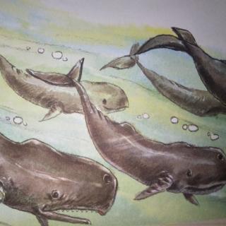 海豚救鲸群