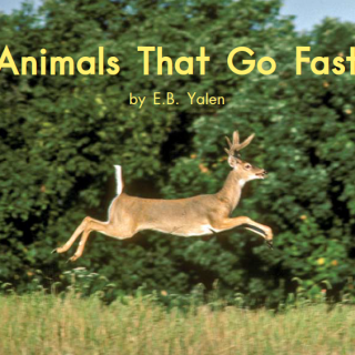 【海尼曼精读】GK-069 Animals That Go Fast