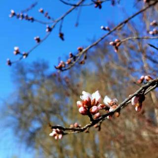 《桃花恋》作者  张子周  朗诵  🍎