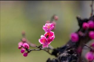 《半生烟雨半世桃花》落雨听禅