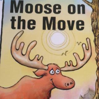 moose on the move