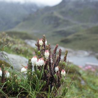 《空山之泉》杨志东