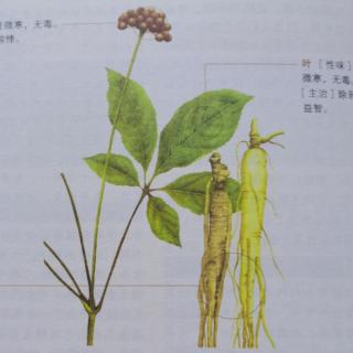 《神农本草经》上品 植物篇 人参